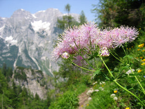 Columbine Meadow Rue Seeds