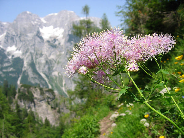Columbine Meadow Rue Seeds