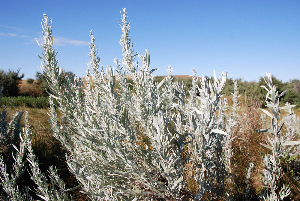 Silver Sagebrush Seeds