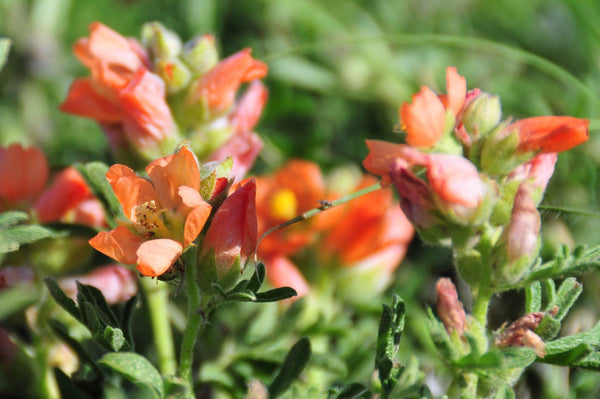 Scarlet Globemallow Seeds