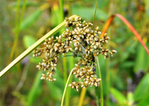 Woolgrass Seeds