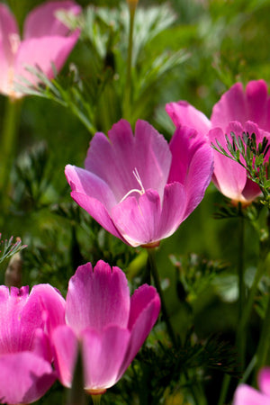Purple Gleam California Poppy Seeds