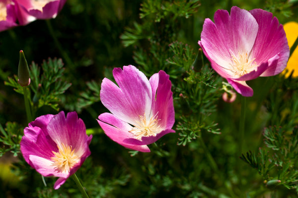 Purple Gleam California Poppy Seeds