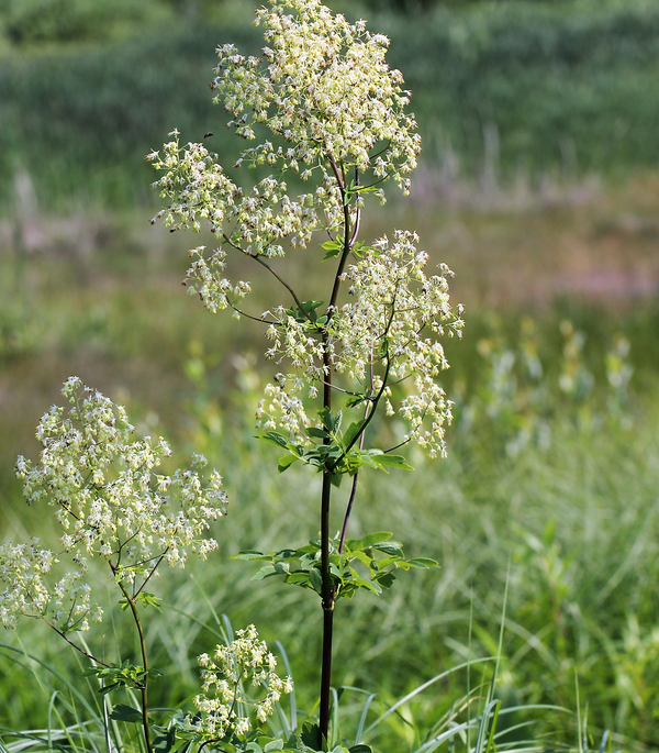 Purple Meadow Rue Seeds