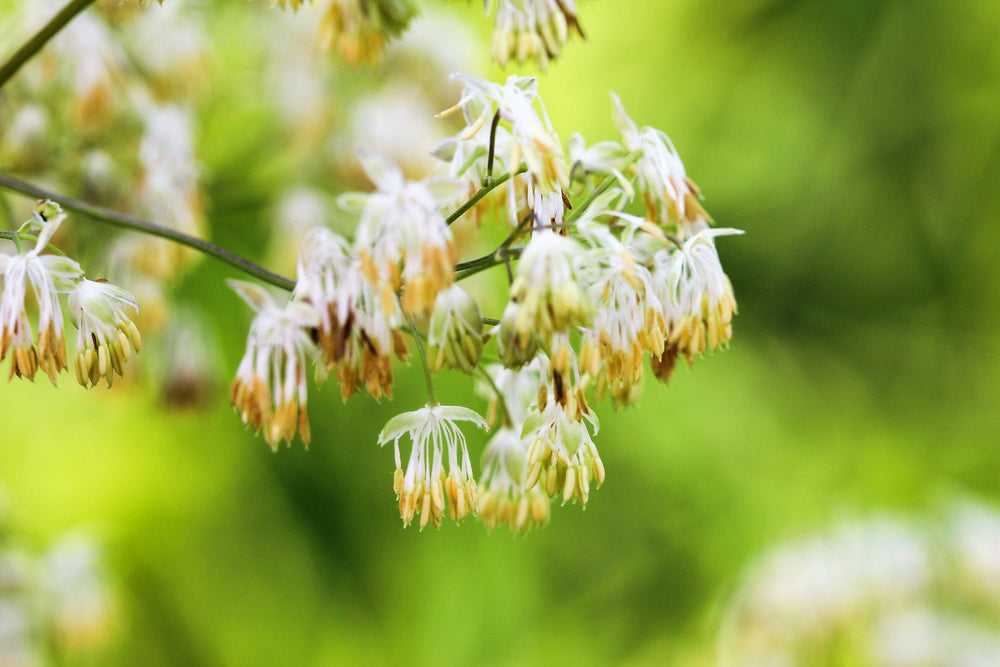 Purple Meadow Rue Seeds