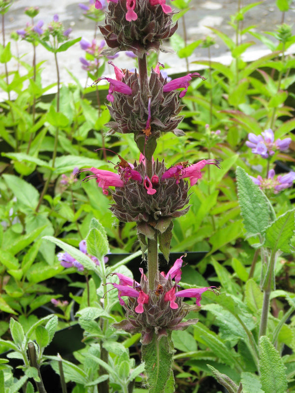 Hummingbird Sage Seeds - Certified Organic