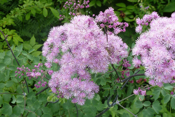 Columbine Meadow Rue Seeds