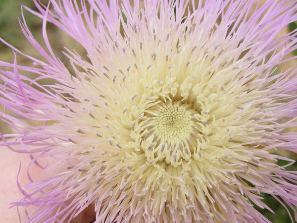 25 Basket Flower Seeds (Centaurea Americana)