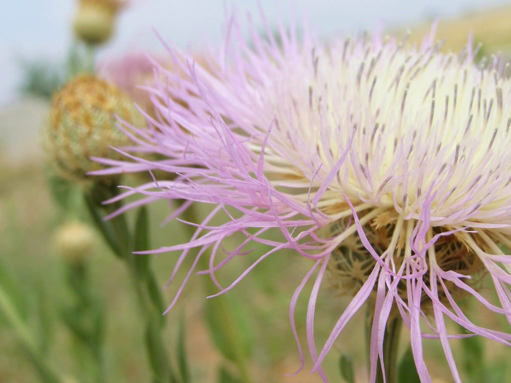 25 Basket Flower Seeds (Centaurea Americana)
