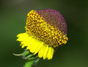 Rosilla Helenium Sneezeweed Seeds