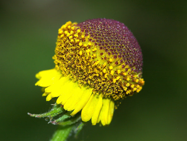 Rosilla Helenium Sneezeweed Seeds