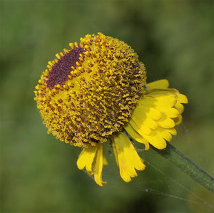 Rosilla Helenium Sneezeweed Seeds