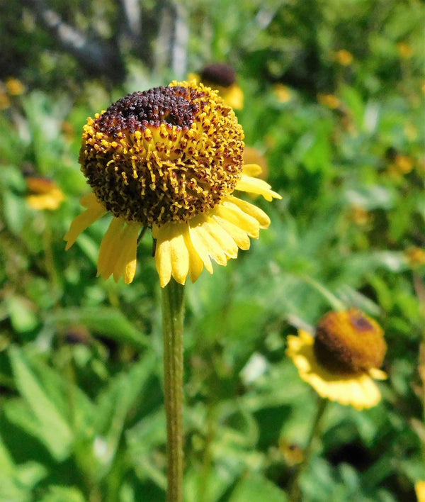 Rosilla Helenium Sneezeweed Seeds
