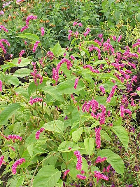 Kiss Me Over The Garden Gate Amaranthus Seeds
