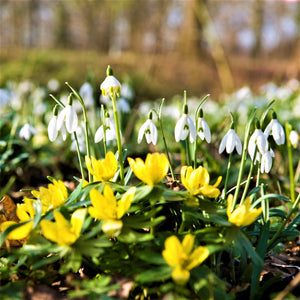Winter Aconite & Snowdrop Bulbs