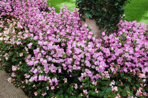 Rose Pink Canterbury Bells Seeds