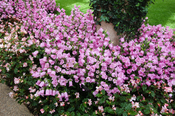 Rose Pink Canterbury Bells Seeds