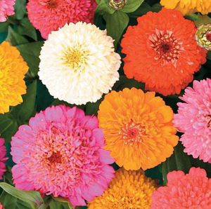 Candy Mix Zinnia Seeds