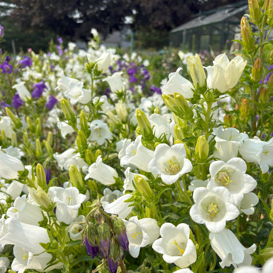 Canterbury bells in a garden