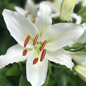 Casa Blanca Oriental Lily Bulbs – Fragrant White Wedding Lilies