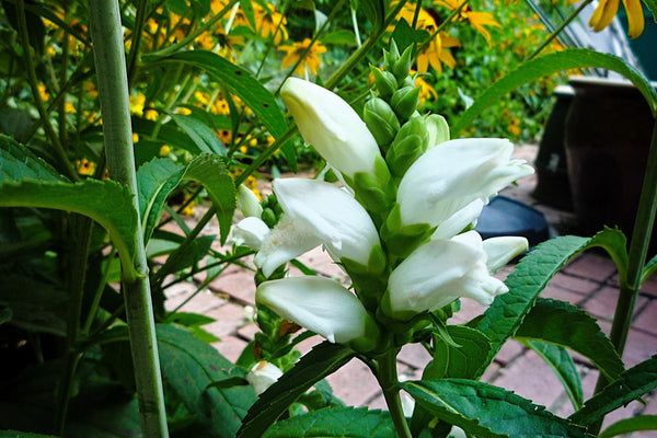 Turtlehead Seeds
