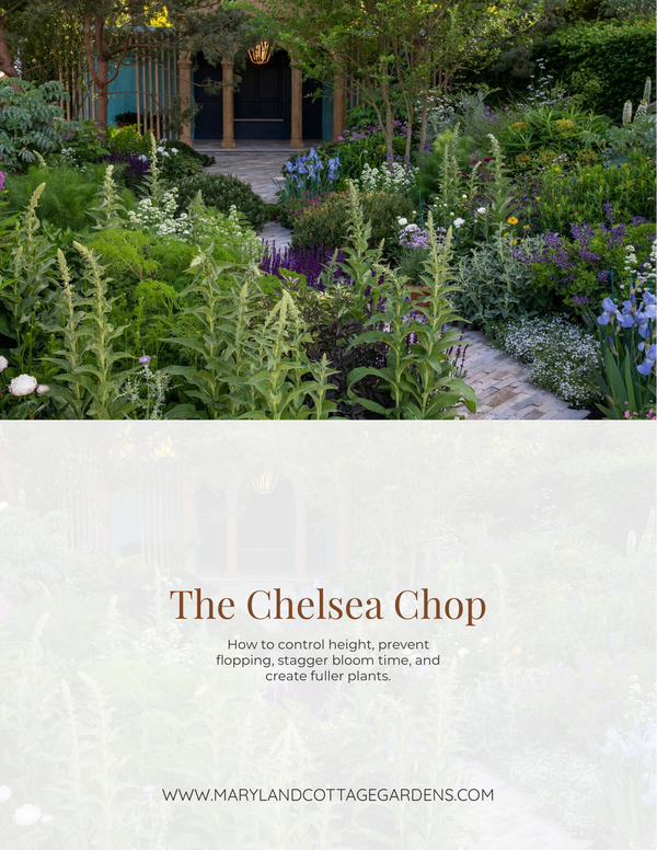 Chelsea Chop Guide