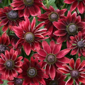 Cherry Brandy black eyed susan flowers