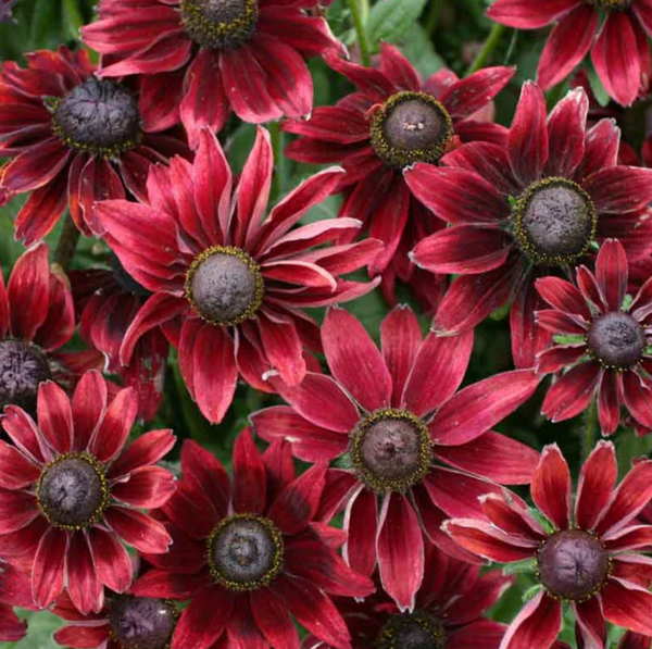 Cherry Brandy black eyed susan flowers