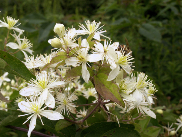 Clematis Virgin’s Bower Vine Seeds