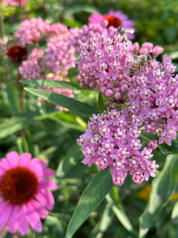 Coneflower and milkweed with a honeybee