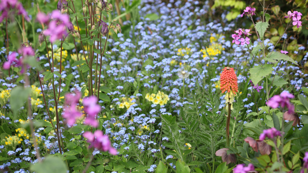Colorful garden with pink, purple, yellow, and blue flowers with red hot pokers and forget me nots.