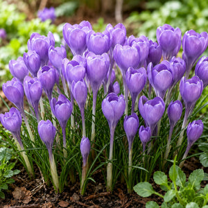 Crocus Hummingbird Bulbs – Lavender-Blue Early Spring Crocus Flowers