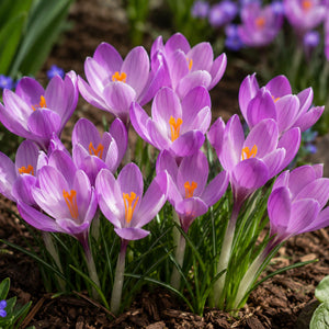 Crocus Roseus Bulbs – Soft Lavender-Pink Tommasinianus Crocus