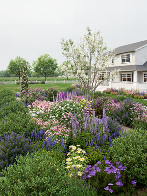 Cottage garden with salvia, serviceberry, and deer resistant perennials
