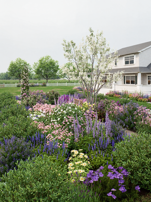 Cottage garden with salvia, serviceberry, and deer resistant perennials