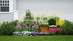 Deer resistant shade garden plants