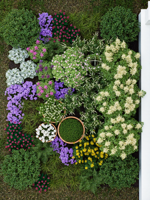 Aerial view of deer resistant shade garden plants