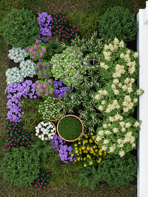 Aerial view of deer resistant shade garden plants