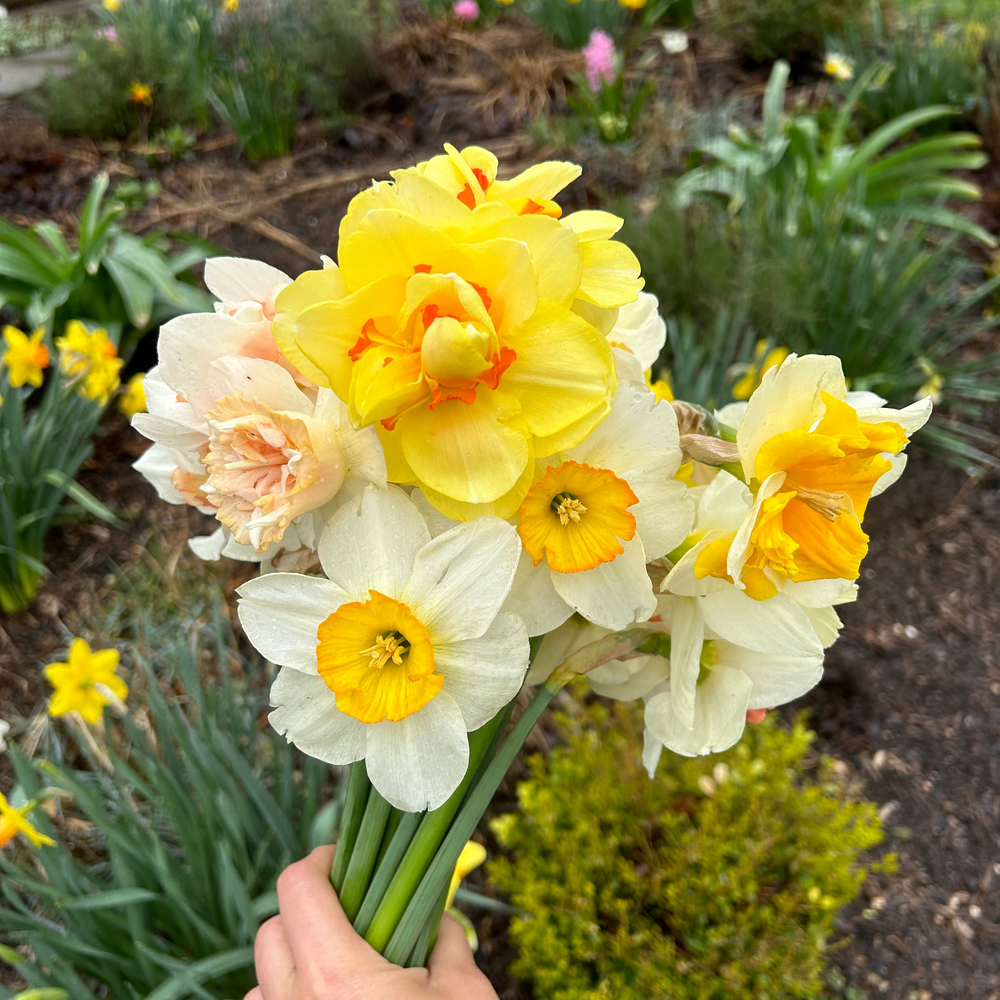 Bouquet of yellow and white daffodils held in front of a garden with more flowers.


