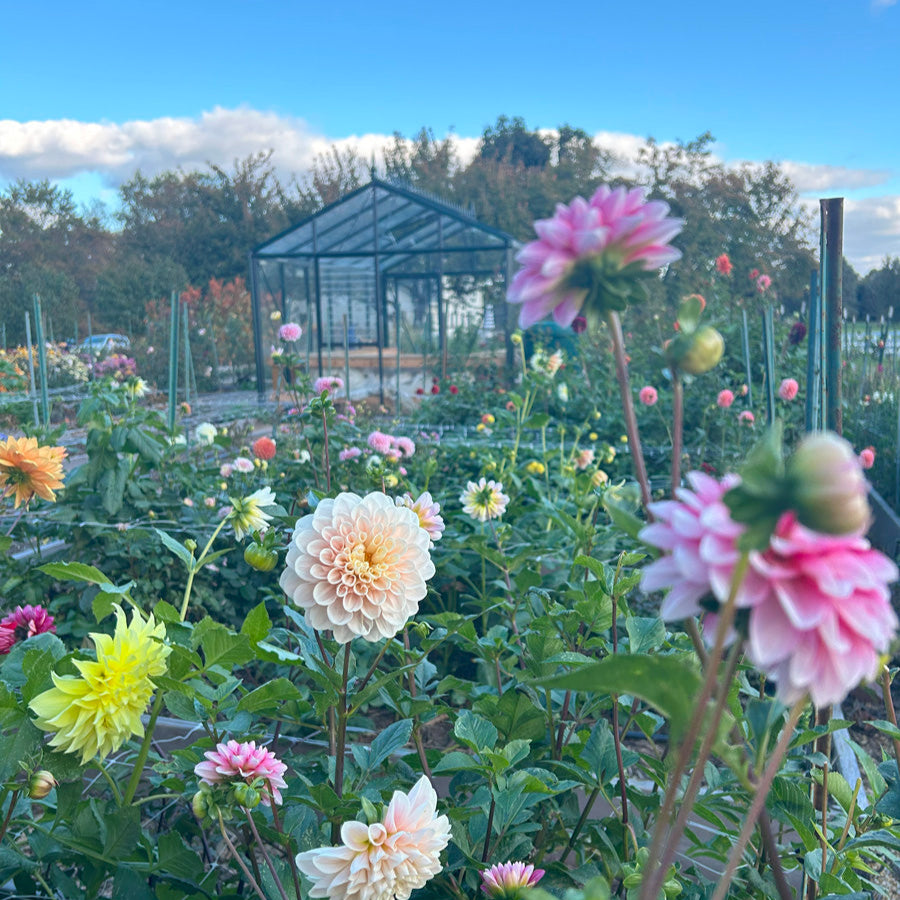 Dahlias in front of a victorian glass greenhouse