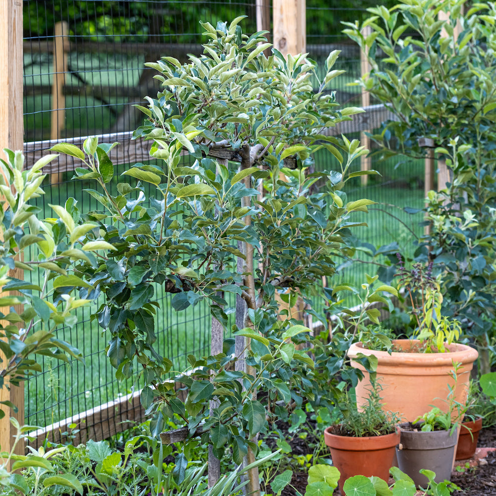 Espalier orchard