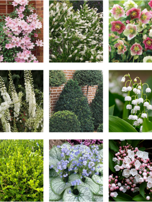 Collage of various plants and flowers including pink flowers, green shrubs, and white flowers.

