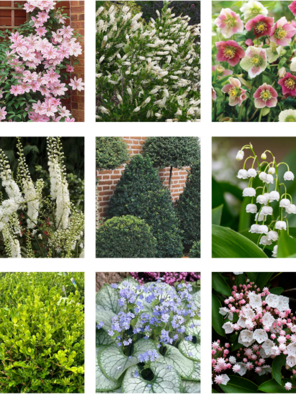 Collage of various plants and flowers including pink flowers, green shrubs, and white flowers.

