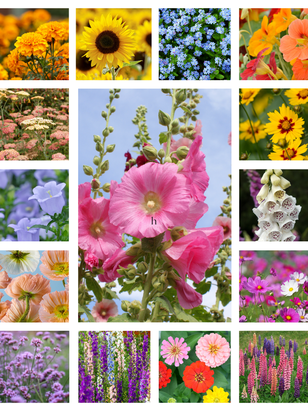 Collage of various flowers including sunflowers, pink mallow, and purple flowers for a direct sow cottage garden.
