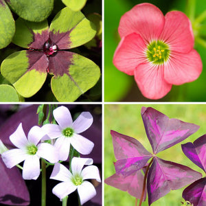 Oxalis Double Luck Shamrock Collection – Purple & Green Shamrock Bulbs