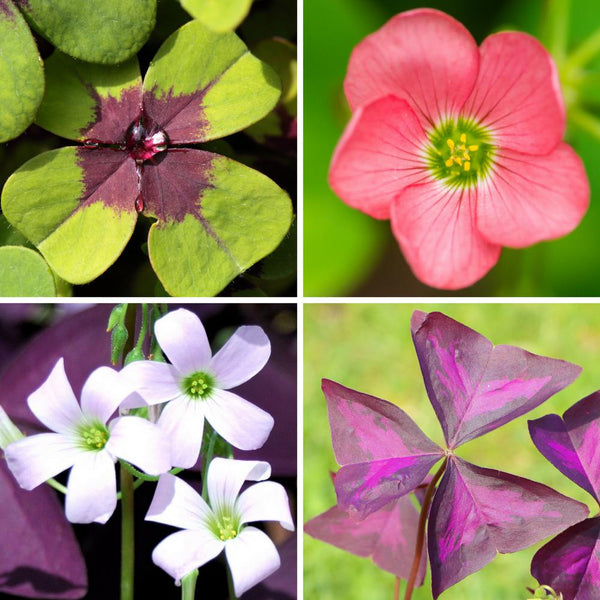 Oxalis Double Luck Shamrock Collection – Purple & Green Shamrock Bulbs