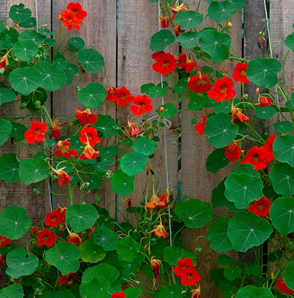 Empress of India Nasturtium Seeds
