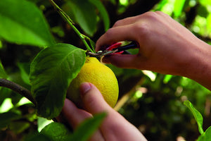 Felco Harvest Snip 320