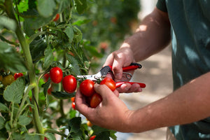 Felco Harvest Snip 321