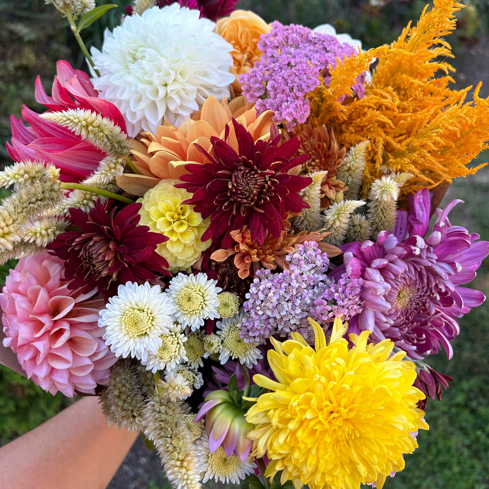Fall flower bouquet of celosia, heirloom chrysanthemums, dahlias, and yarrow in red, white, yellow, orange, and red.